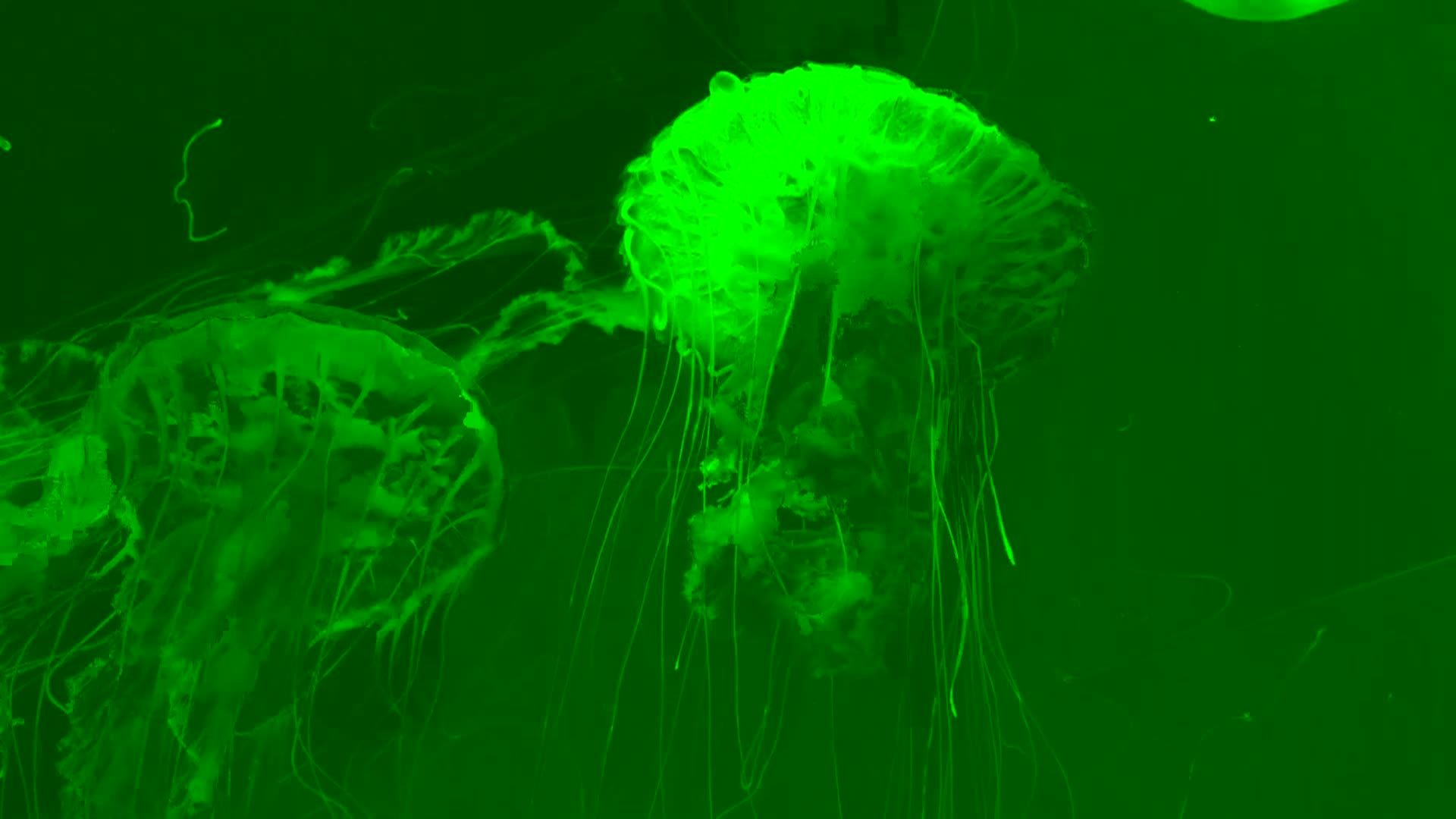 All the Answers - Jellyfish, Roller Coasters, Clouds