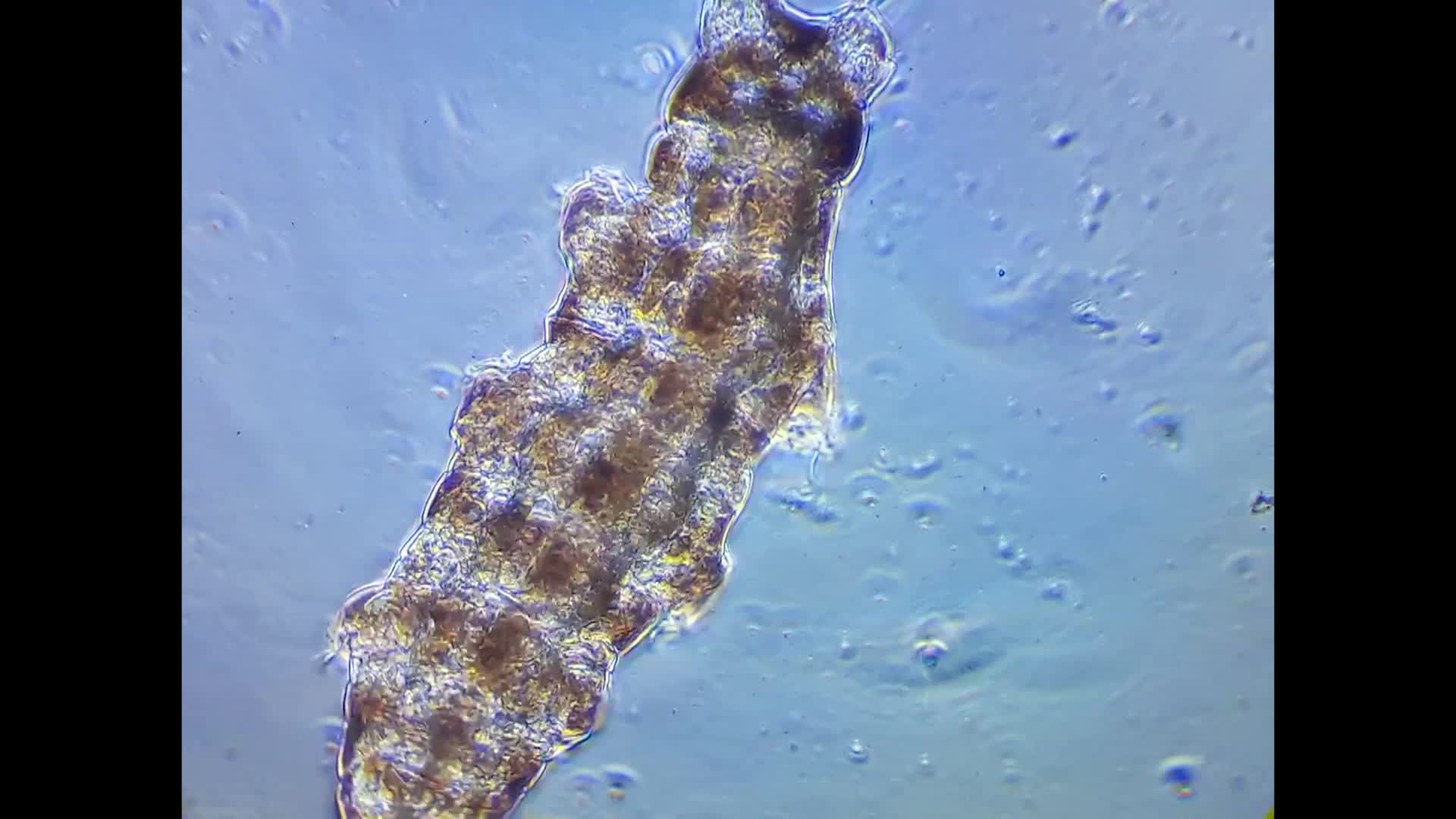 STEM in 30: Habitability